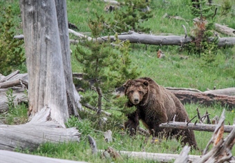 Staying Safe in Bear Country