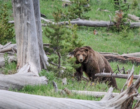 Staying Safe in Bear Country