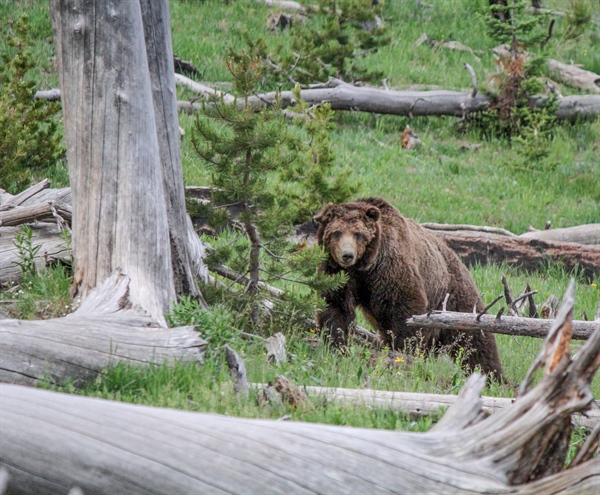 Staying Safe in Bear Country