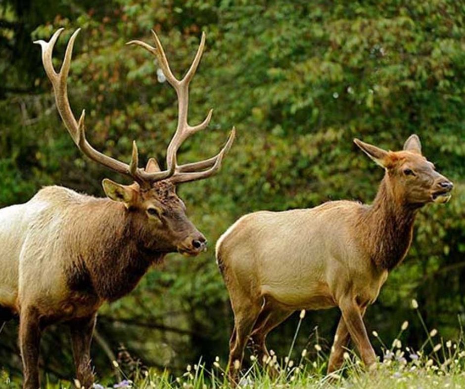 WY BHA Elk Feedground Comments