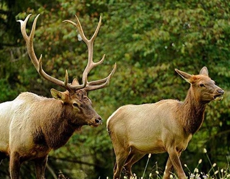 WY BHA Elk Feedground Comments