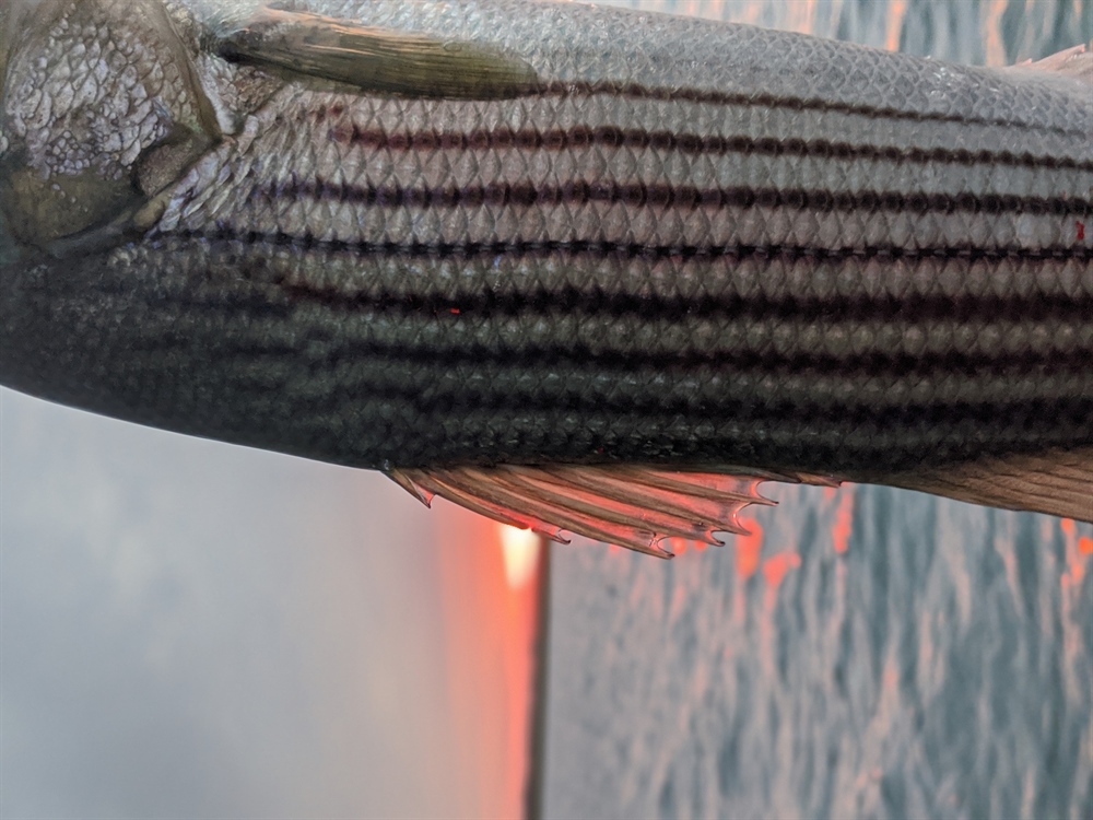 Amendment 7: Next Steps for Striped Bass