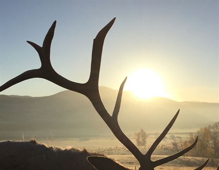 Free landowner elk permit process OK'd, deadline to apply moved back to June 1