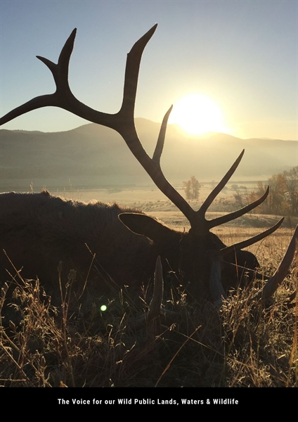 Free landowner elk permit process OK'd, deadline to apply moved back to June 1