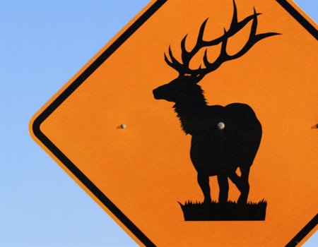 WY Update: Elk Feedgrounds