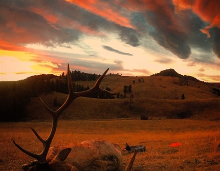 FWP outlines proposed new policy for free landowner elk tags