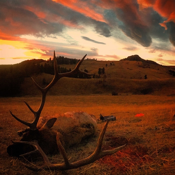 FWP outlines proposed new policy for free landowner elk tags
