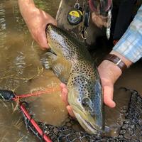 Fly Fishing for PA Trout : A Primer
