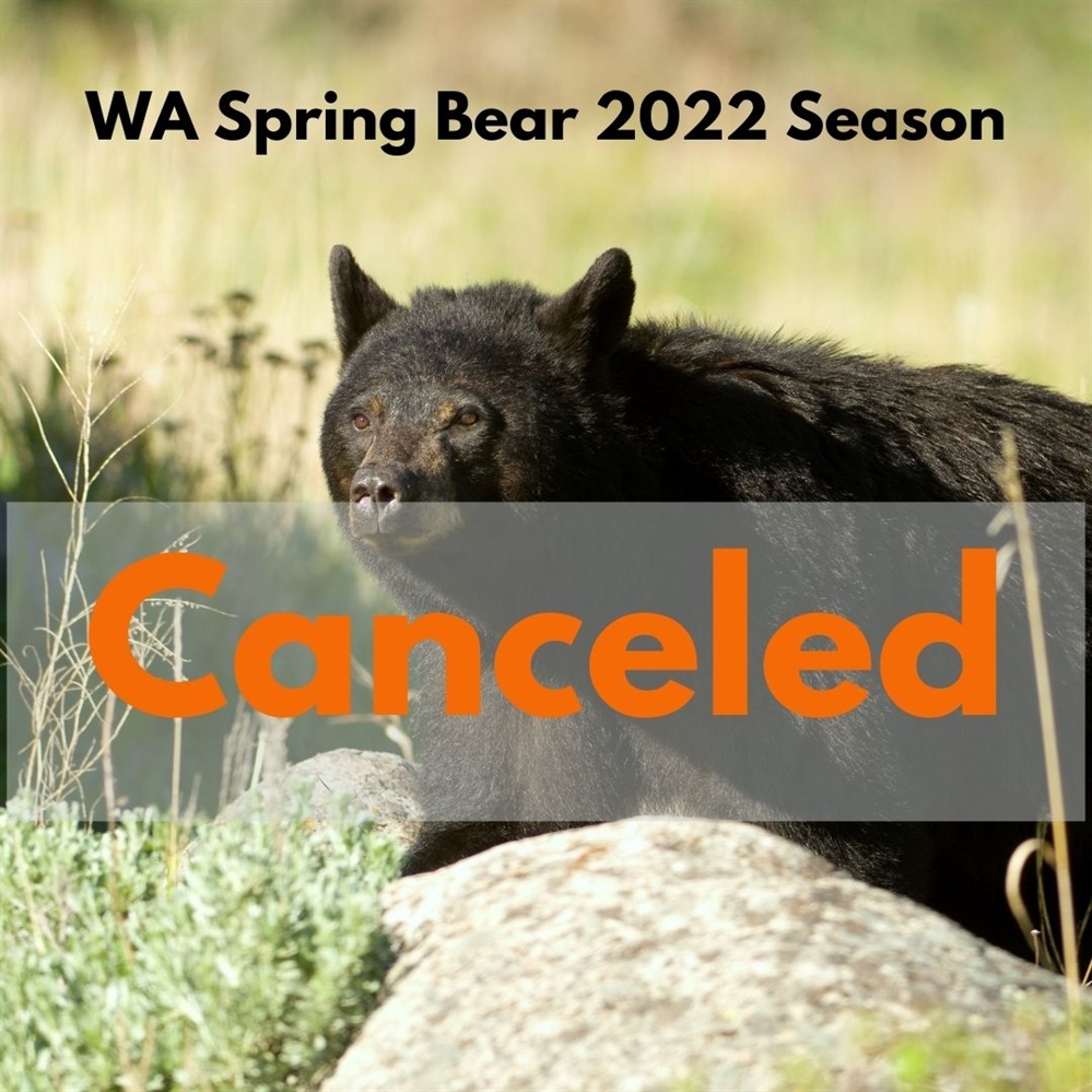 Spring Bear is only the Beginning