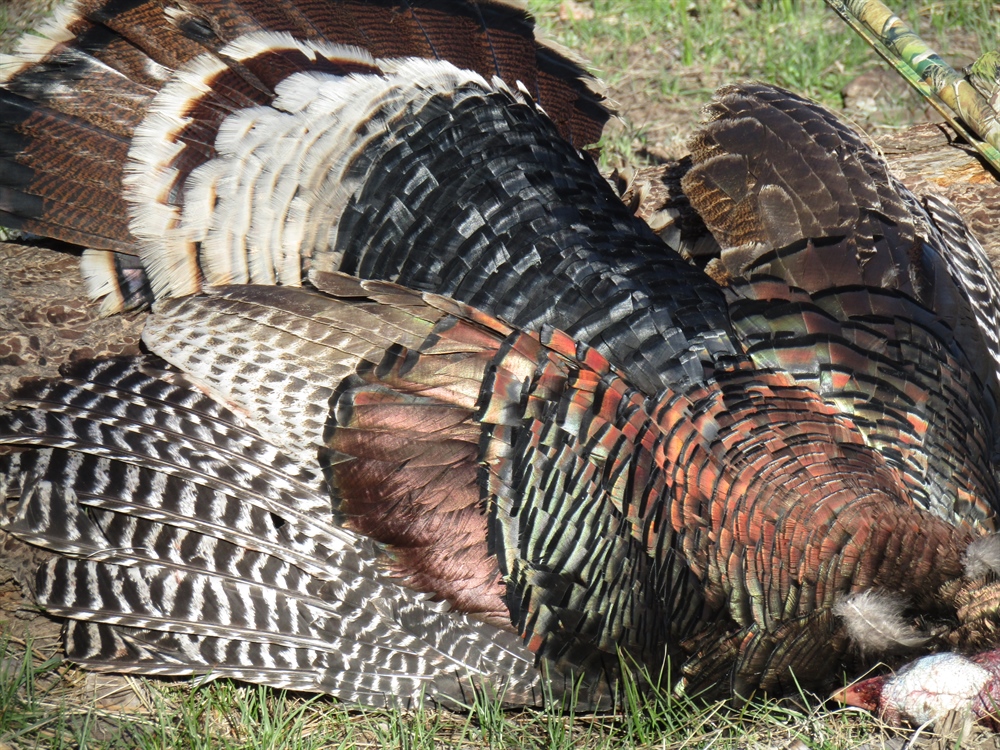 Hunting Backcountry Mountain Merriam’s (The Bare Essentials)