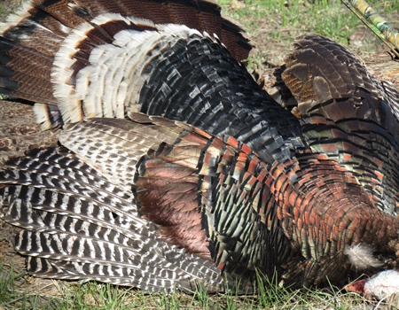 Hunting Backcountry Mountain Merriam’s (The Bare Essentials)