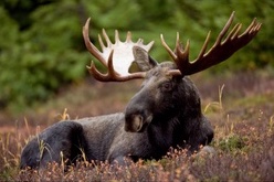 B.C. BHA Responds to Proposed Hunting Regulation Changes in Region 7B