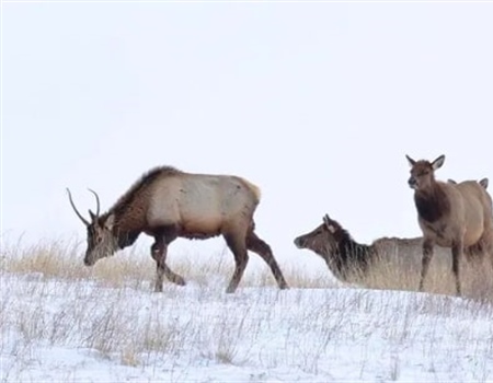 TAKE ACTION: Let's Fix the 454 public elk hunting access agreements