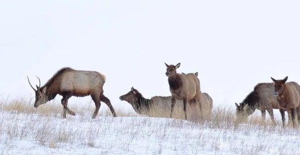 TAKE ACTION: Let's Fix the 454 public elk hunting access agreements