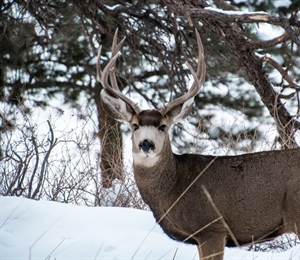 National Wildlife Refuges: A Hunting and Fishing Perspective