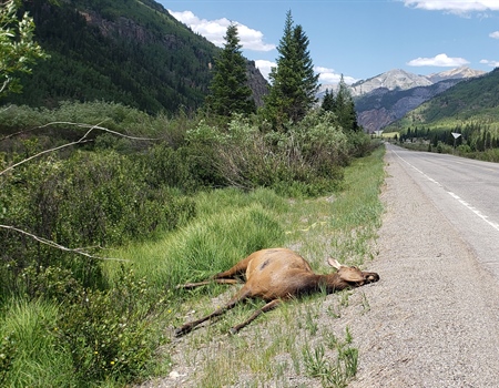 Colorado Legislature Considers Crossings Bill