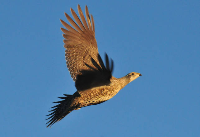 Keeping Sage Grouse Wild in Wyoming