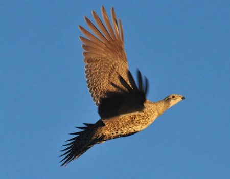 Keeping Sage Grouse Wild in Wyoming