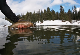 Idaho BHA supports the Priest River Project