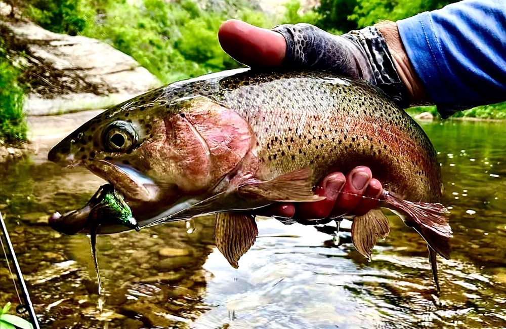 Wyoming Chapter How-To Tuesday: Streamer Fishing