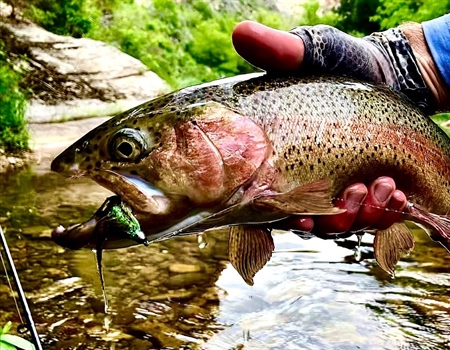 Wyoming Chapter How-To Tuesday: Streamer Fishing
