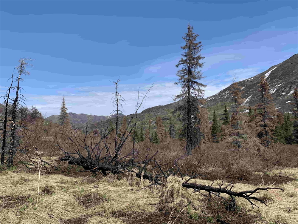 Fuller Lakes Trail- Kenai National Wildlife Refuge