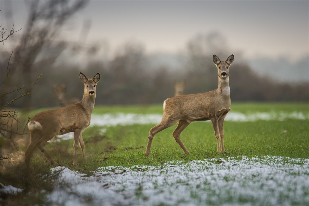 New England BHA Renews Legislation to Protect Rhode Island’s Wild Deer
