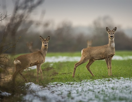 New England BHA Renews Legislation to Protect Rhode Island’s Wild Deer