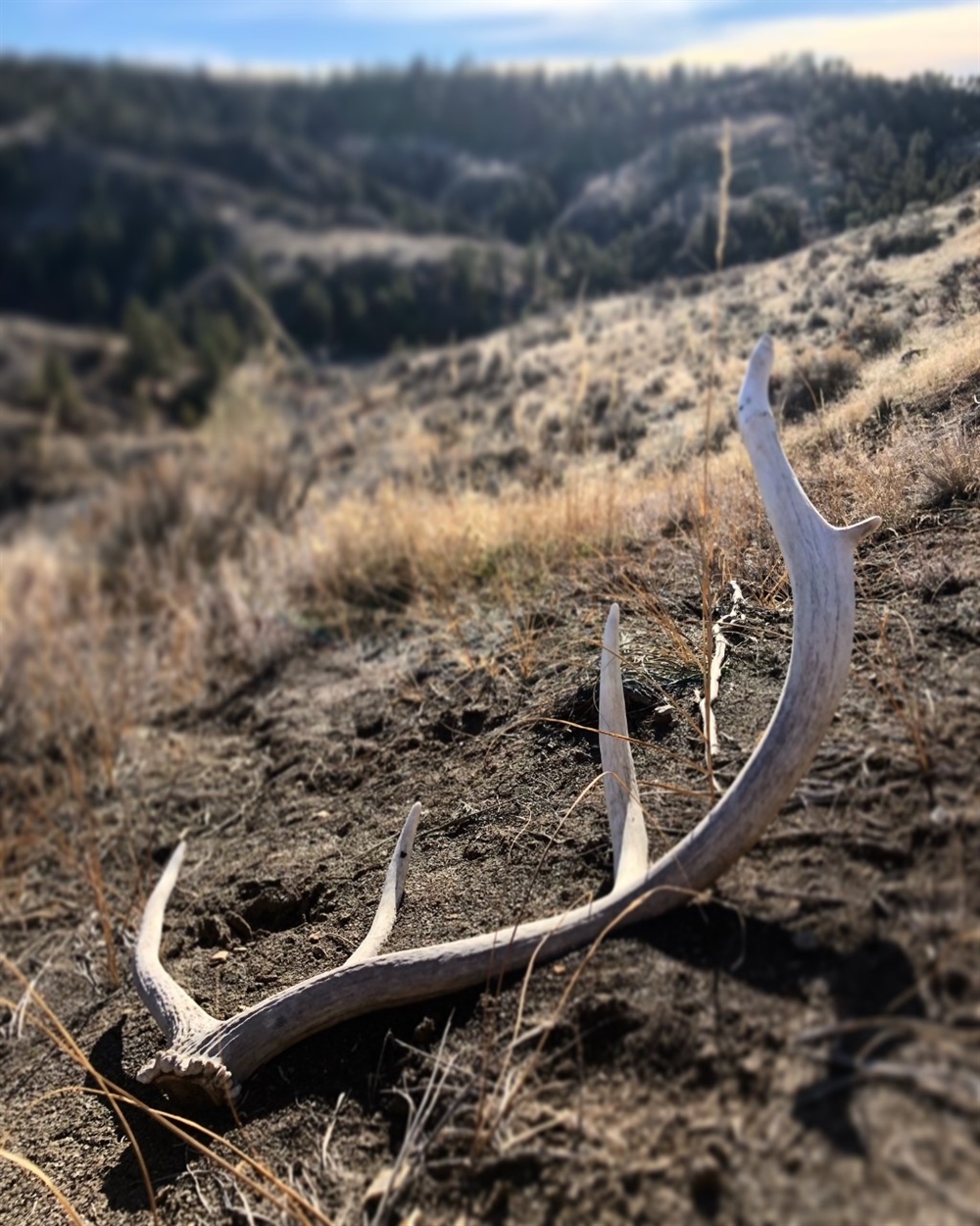 LETTER: MT BHA Comments to Expand Hunting at Fort Peck