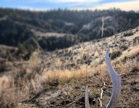 LETTER: MT BHA Comments to Expand Hunting at Fort Peck
