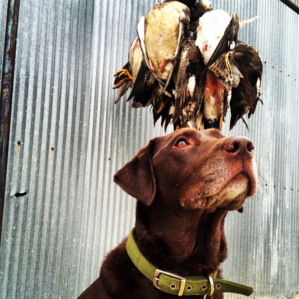 Arkansas' Pine Tree Research Station Will Stay Open to Public Hunting