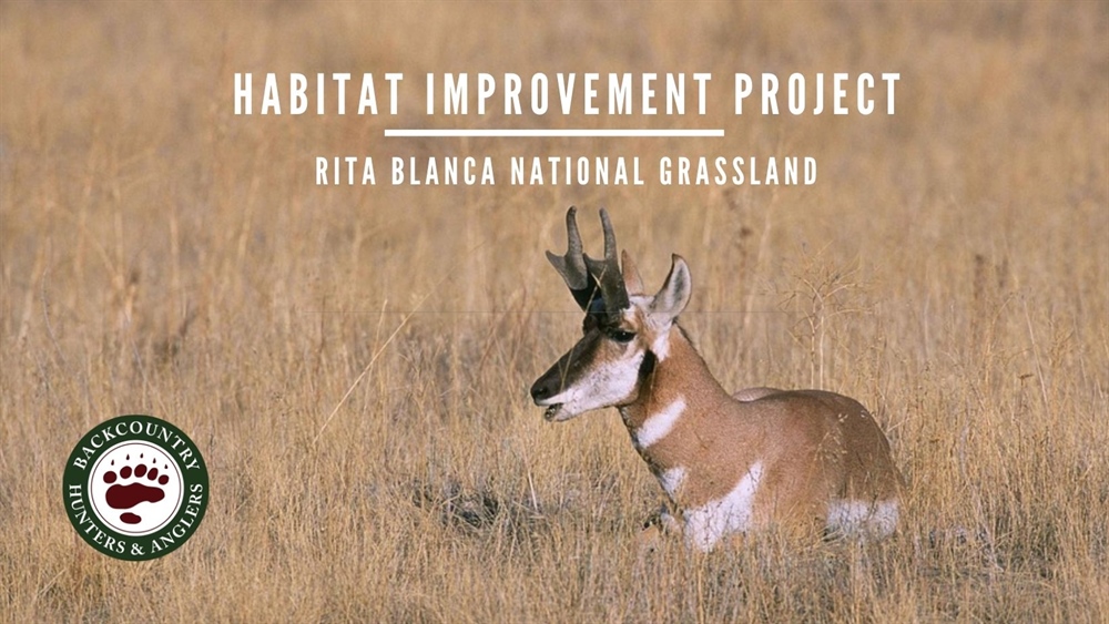 Texas BHA plans habitat improvement project for Panhandle pronghorn