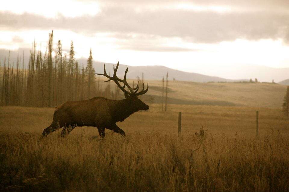 Wildlife commission adopts elk regulation changes