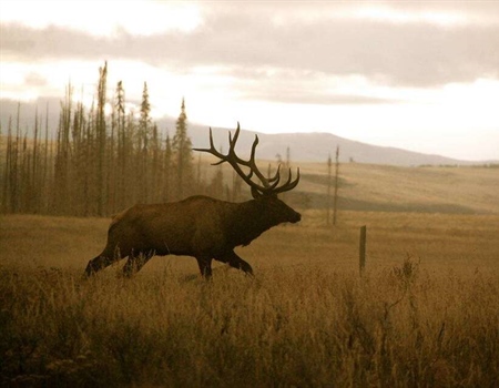 Wildlife commission adopts elk regulation changes