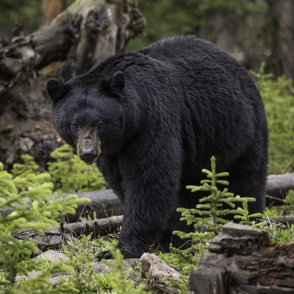 BHA Opposes Proposed Bear Hunting Closure