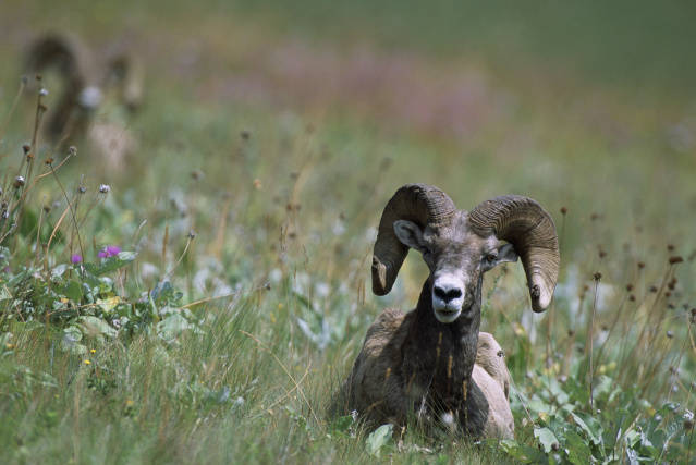 BC BHA Highlights Concerns Over Proposal for Limited Entry Bighorn Sheep Hunting in Region 4