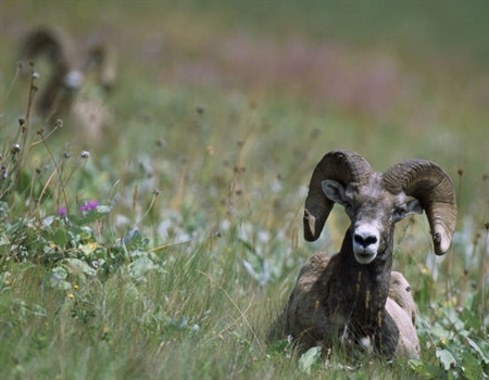 BC BHA Highlights Concerns Over Proposal for Limited Entry Bighorn Sheep Hunting in Region 4