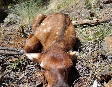 Reward For Illegal Trail Construction Offered  By Colorado Backcountry Hunters & Anglers