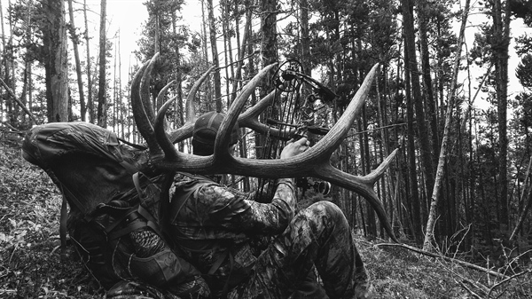FWP to draft elk plan after elk season changes
