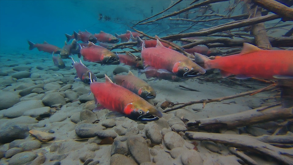 Recovering America's Wildlife Act: What it Means for Alaska