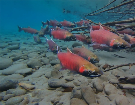 Recovering America's Wildlife Act: What it Means for Alaska
