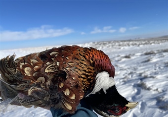 2022/2023 Season Setting - Montana BHA Comments in Opposition to Extension of Upland Bird Season