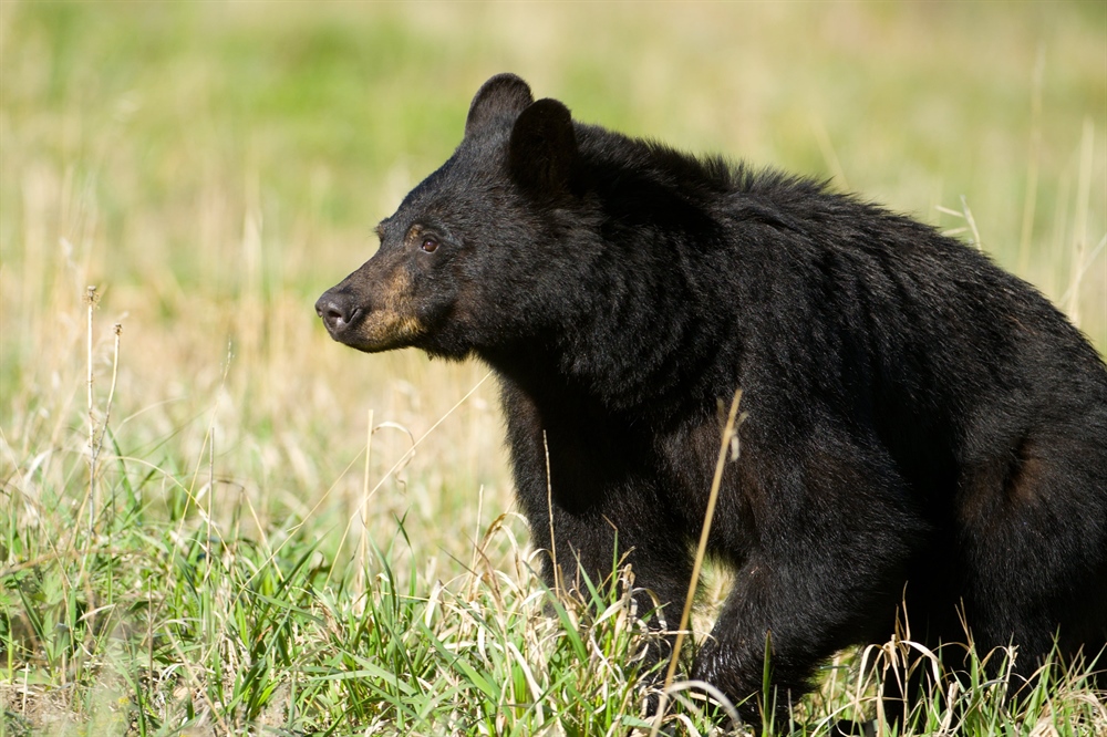 Support Science-Based Wildlife Management in Arizona