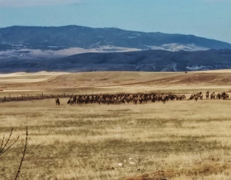 Montana BHA Fears Loss of Habitat & Opportunity from Horse Creek Hills Development