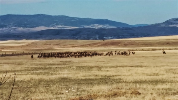 Montana BHA Fears Loss of Habitat & Opportunity from Horse Creek Hills Development