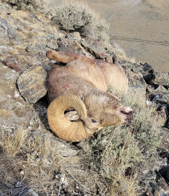 Poacher Busted For Killing Bighorn He Thought Was an Elk