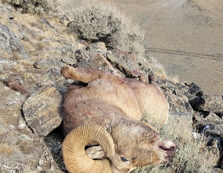 Poacher Busted For Killing Bighorn He Thought Was an Elk