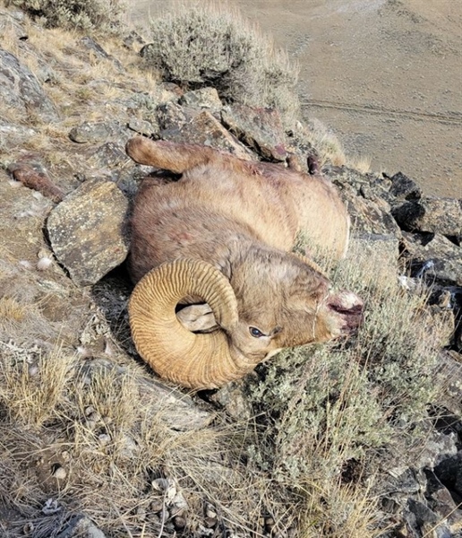 Poacher Busted For Killing Bighorn He Thought Was an Elk