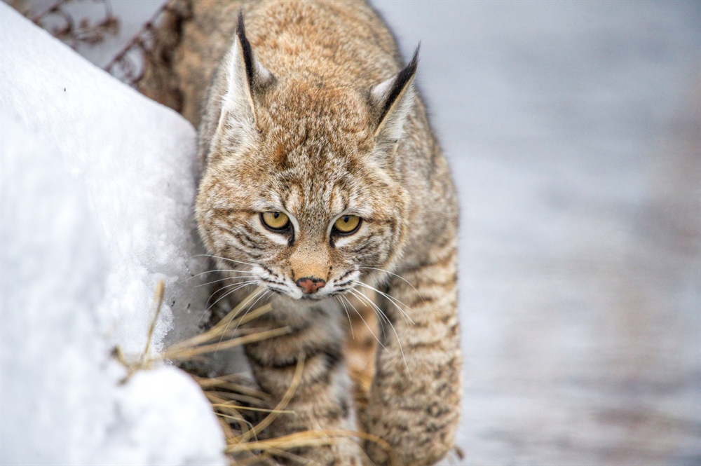 Wildlife and Fishing Photography with Chris Daniel