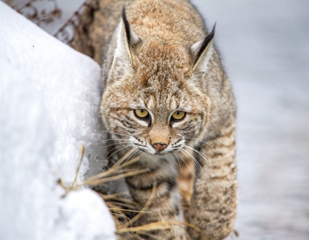 Wildlife and Fishing Photography with Chris Daniel